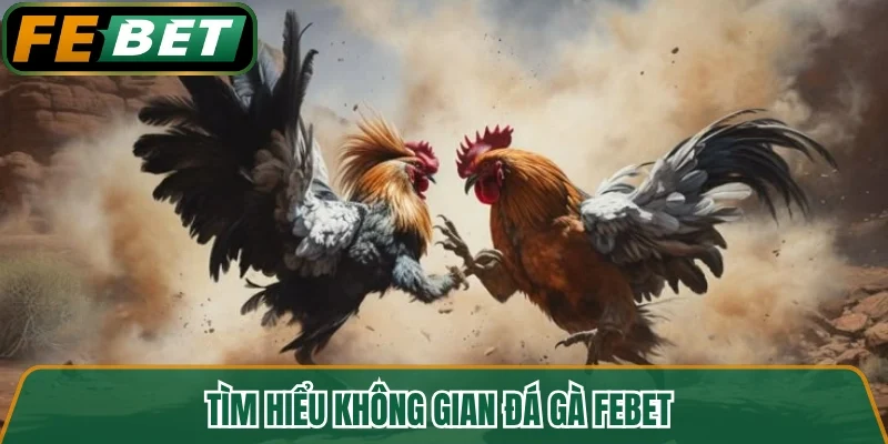 Tìm hiểu không gian đá gà FEBET